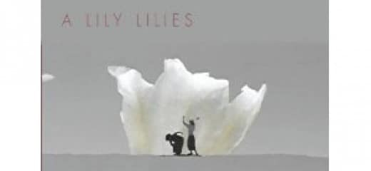 Lily_Lilies27